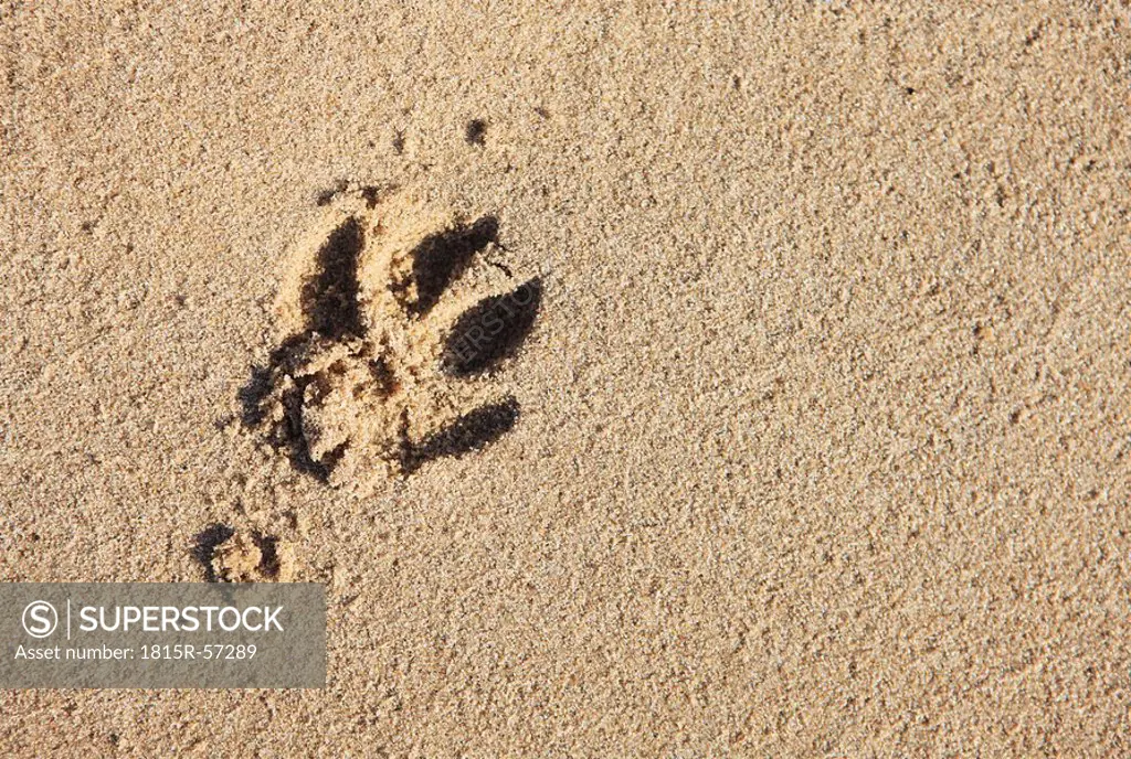 Dog footprint in sand, elevated view