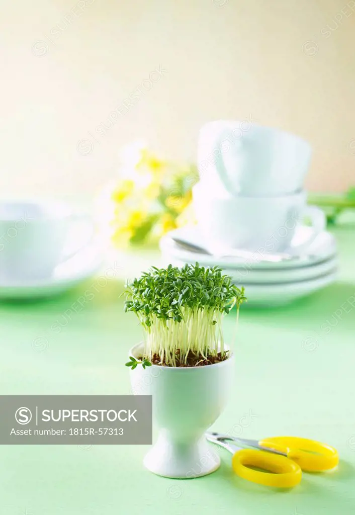 Cress sprouts in egg cup and scissors, in background dishes
