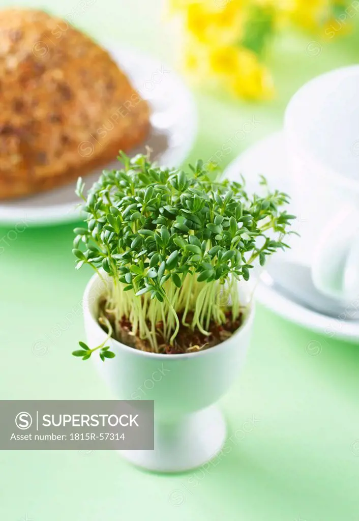 Cress sprouts in egg cup, in background coffee cup and bread roll on plate