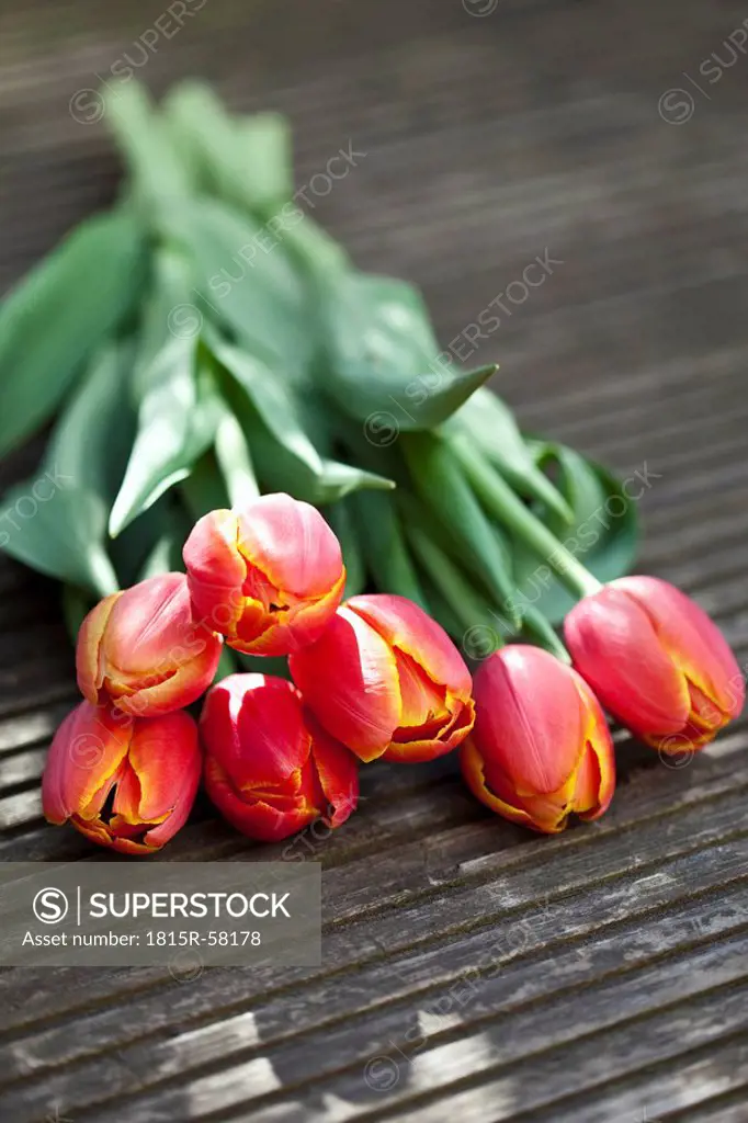 Bunch of tulips Tulipa, elevated view