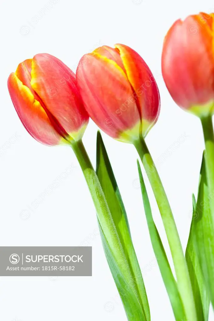 Tulips in a row Tulipa, close_up
