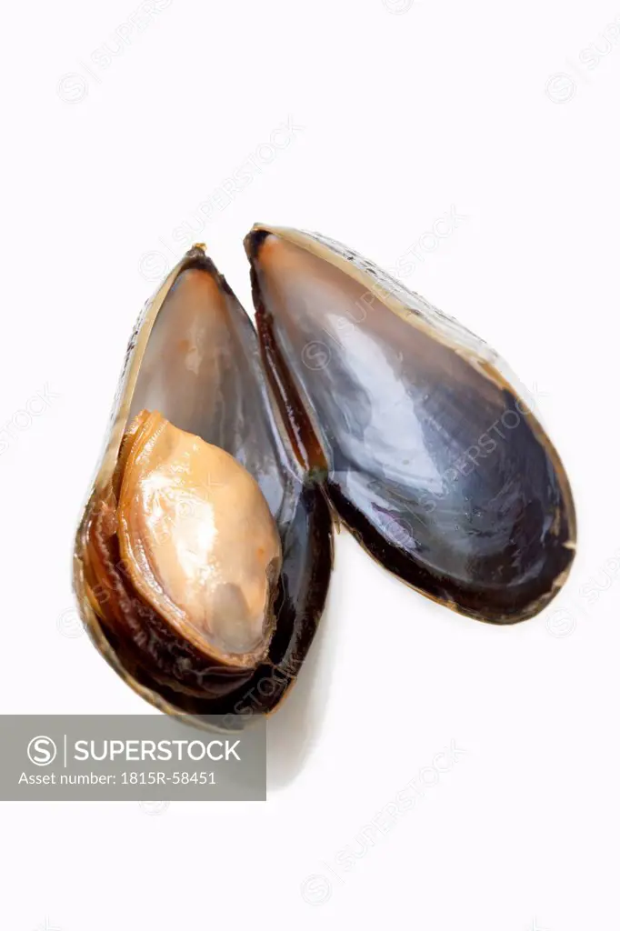 Open Mussel, close_up