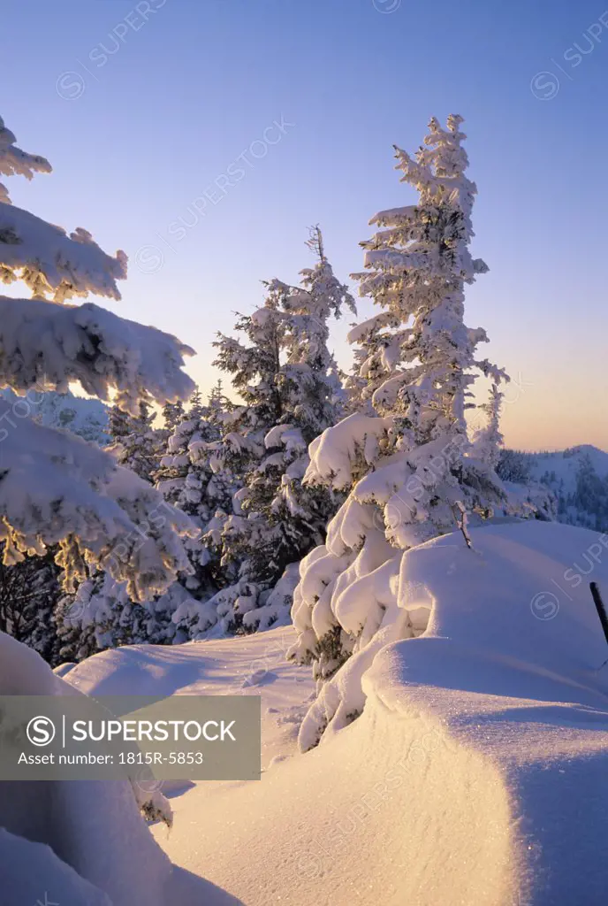 Germany, Bavaria, Spitzing, snow covered trees in twilight