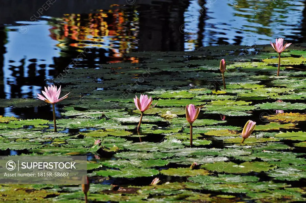Asia, Indonesia, Bali, Pond with Lotus flowers Nelumbo