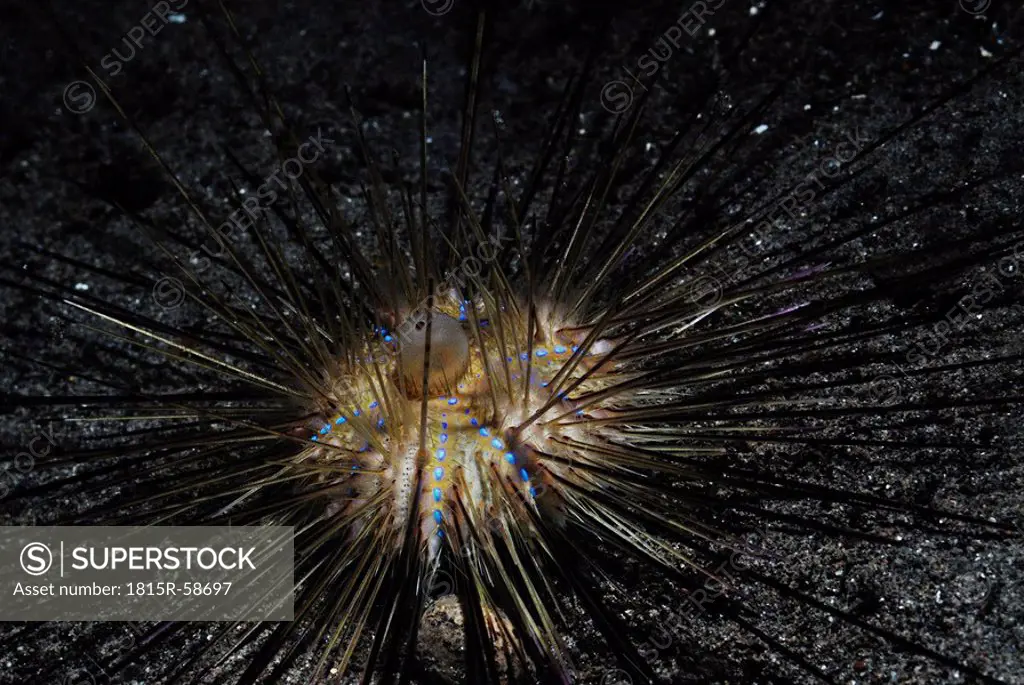 Asia, Indonesia, Komodo Island, Black Sea Urchin Diadematidae, close_up
