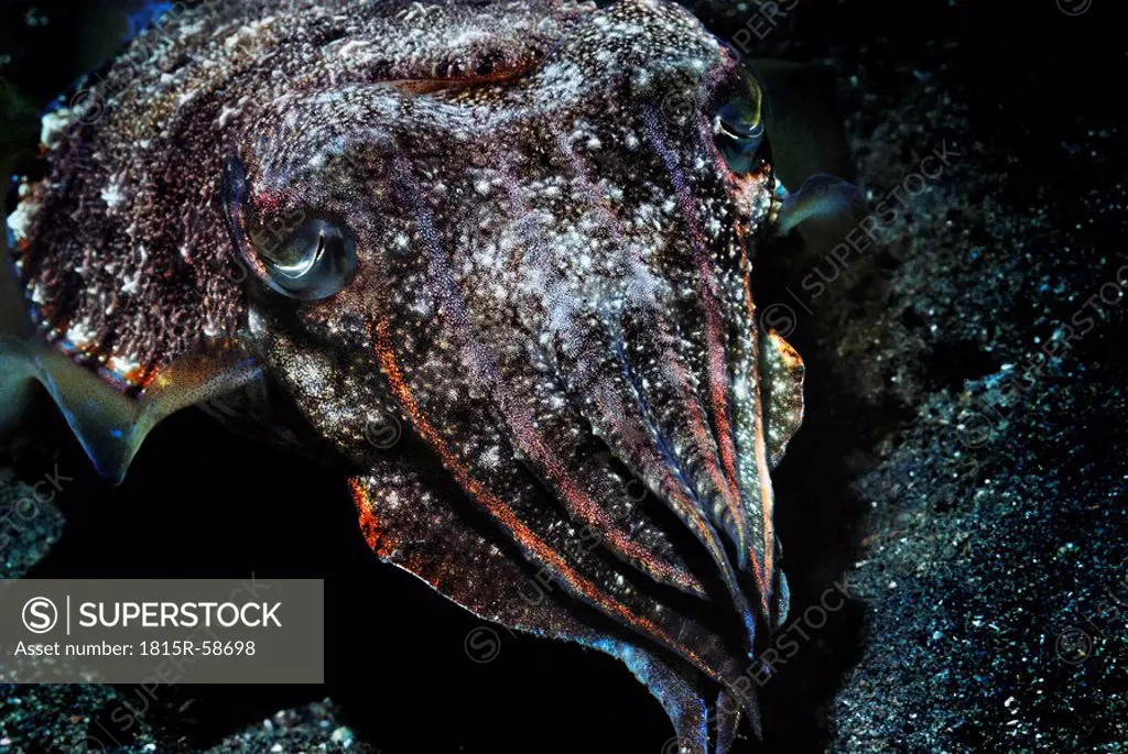 Asia, Indonesia, Komodo Island, Squid Sepia sp, close_up