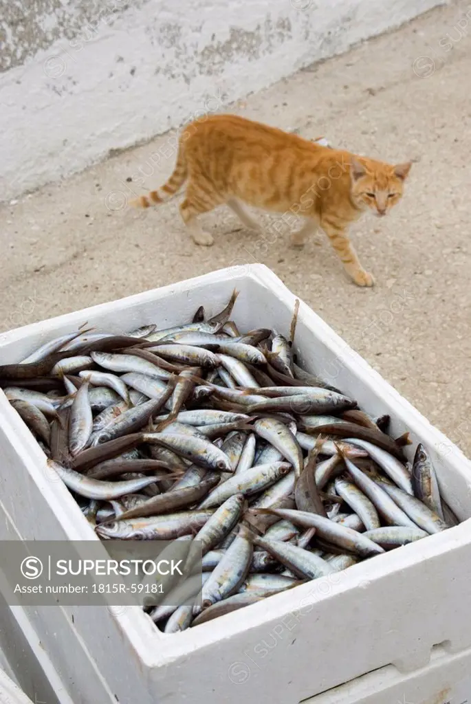 Greece, Cat looking at crate with Sardines