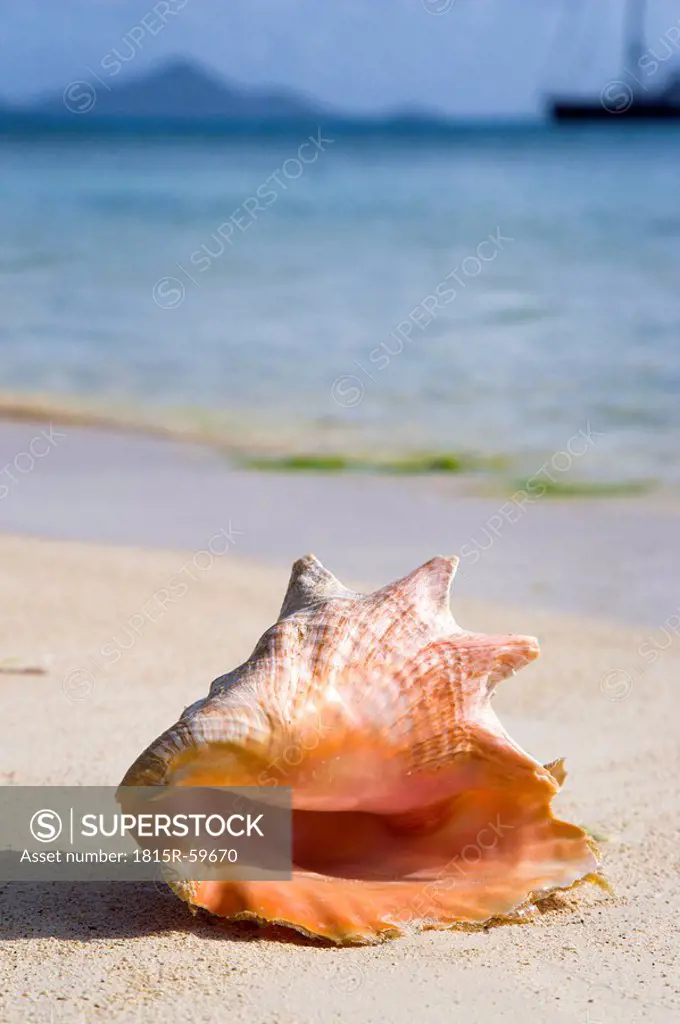 St Vincent, Grenadines, Caribbean, Clifton, Seashell on beach