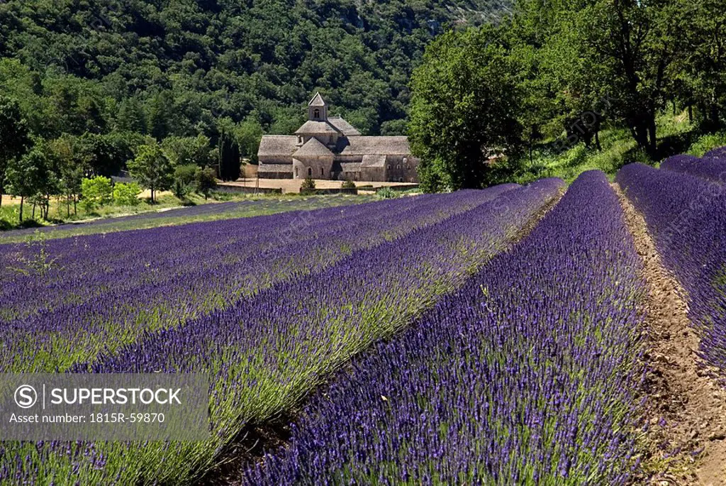 France, Provence, SÈnanque Abbey, Lavender fields in foreground