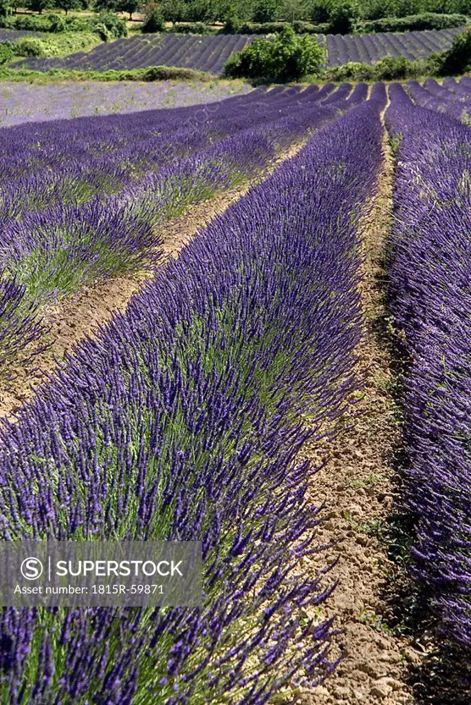 France, Provence, Auribeau, Lavender fields