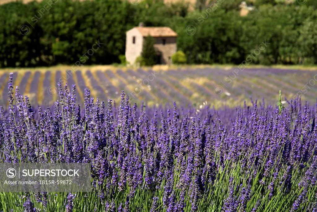 France, Provence, Auribeau, Lavender fields, stone house in background