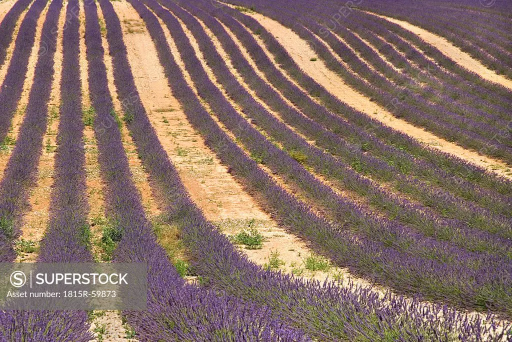 France, Provence, Valensole, Lavender fields