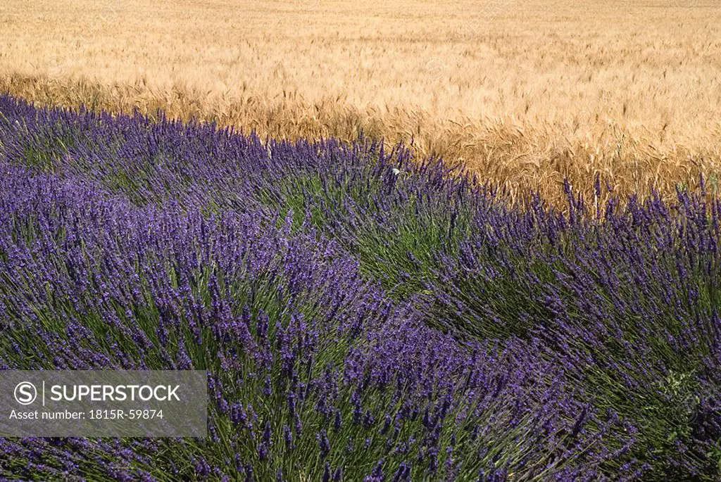 France, Provence, Lavender field