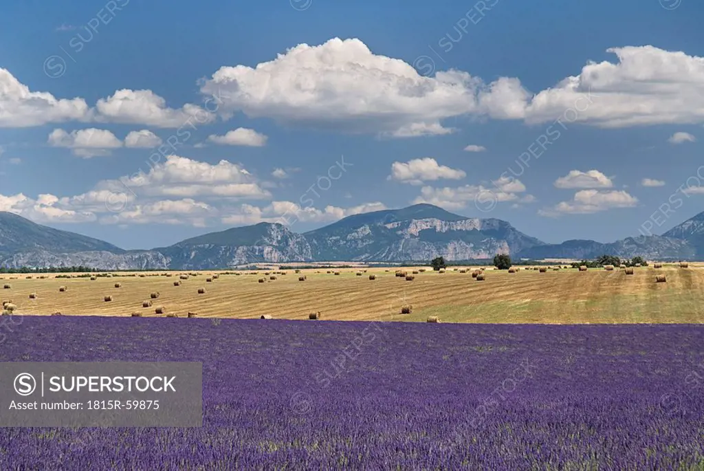France, Provence, Lavender fields