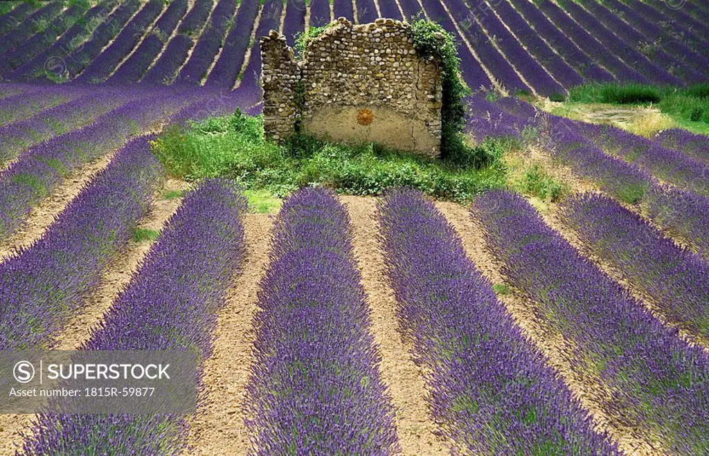 France, Provence, Valensole, Lavender field and stone house