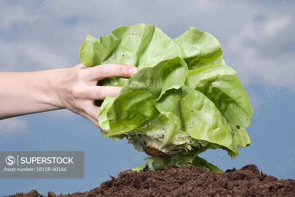 Hand holding lettuce, close_up