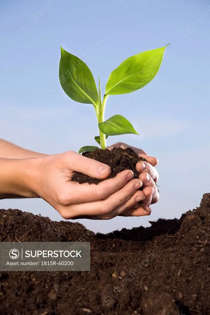 Person planting Banana plant in soil, close_up