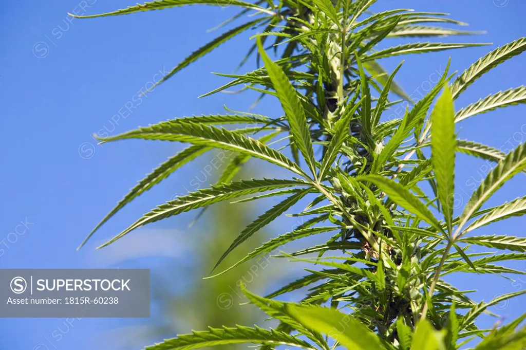 Germany, Cannabis Cannabis sativa against blue sky, close_up