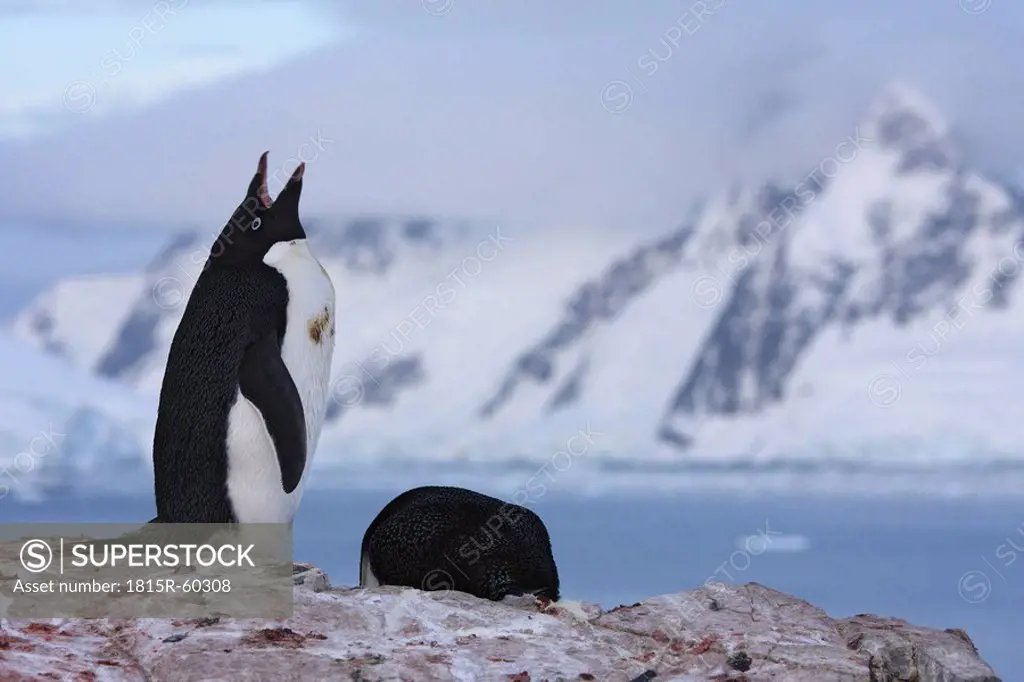 Antarctica, Peterman Island, Adelie Penguin Pygoscelis adeliae