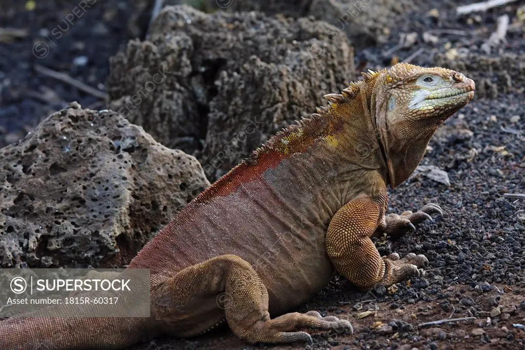 Galapagos Islands, Santa Cruz Island, Land iguana Conolophus subcristatus, close_up