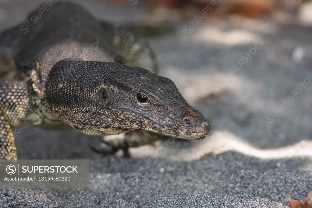 Indonesia, Krakatau, Rakata Island, Monitor lizard Varanus, close up