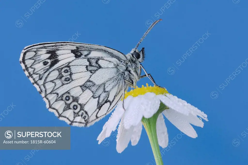 Chessboard butterfly Melanargia galathea on flower