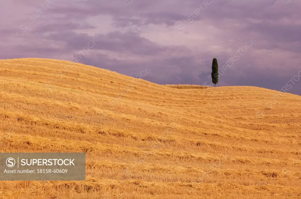Italy, Tuscany, Harvested fields