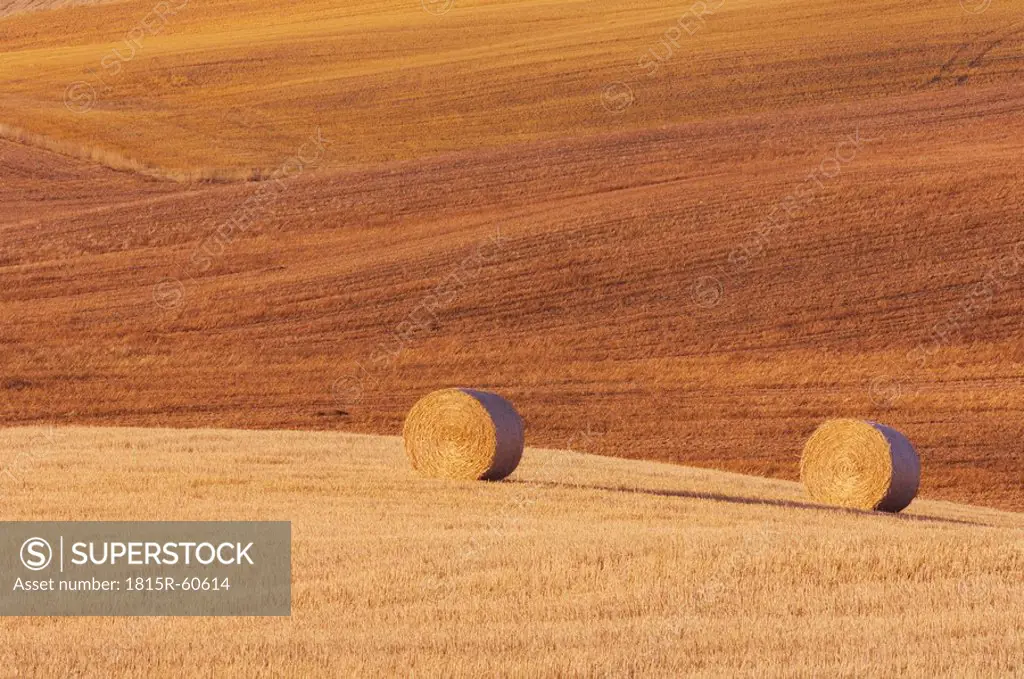Italy, Tuscany, Bales of straw on corn field