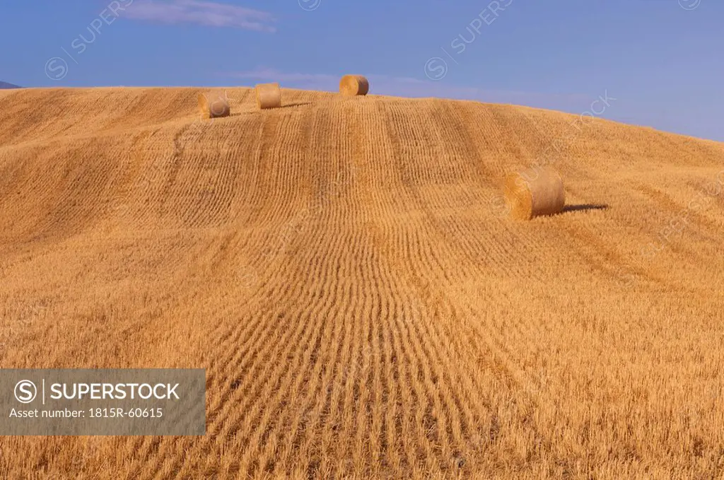Italy, Tuscany, Bales of straw on corn field
