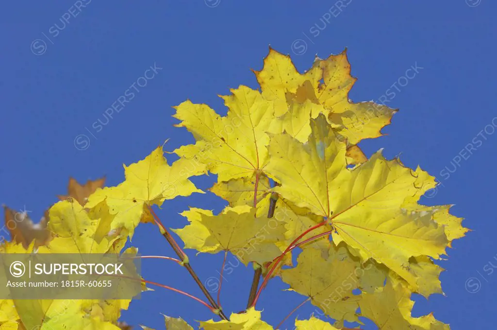 Norway maple Acer platanoides, leaves against blue sky, close_up