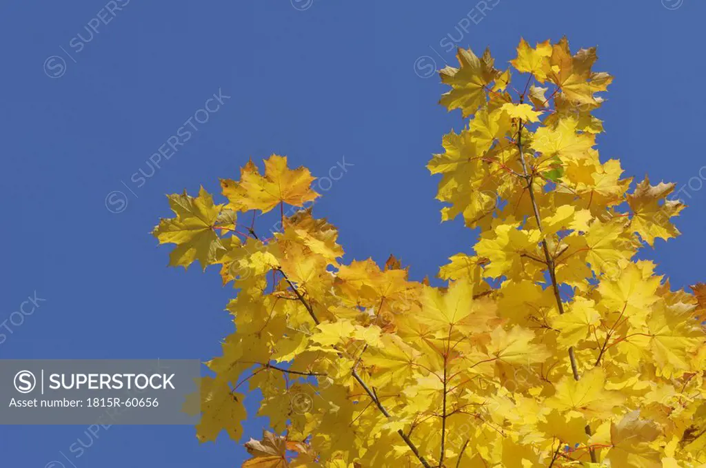 Norway maple Acer platanoides, leaves against blue sky, close_up
