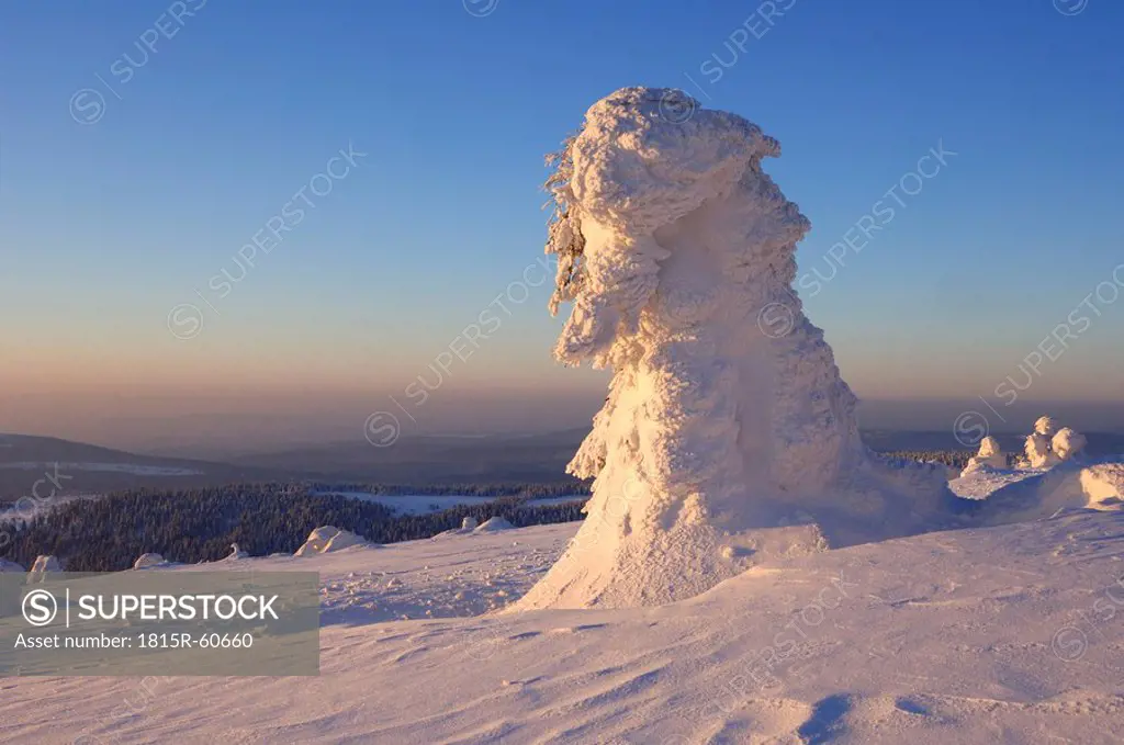 Germany, Saxony_Anhalt, Snowcapped trees