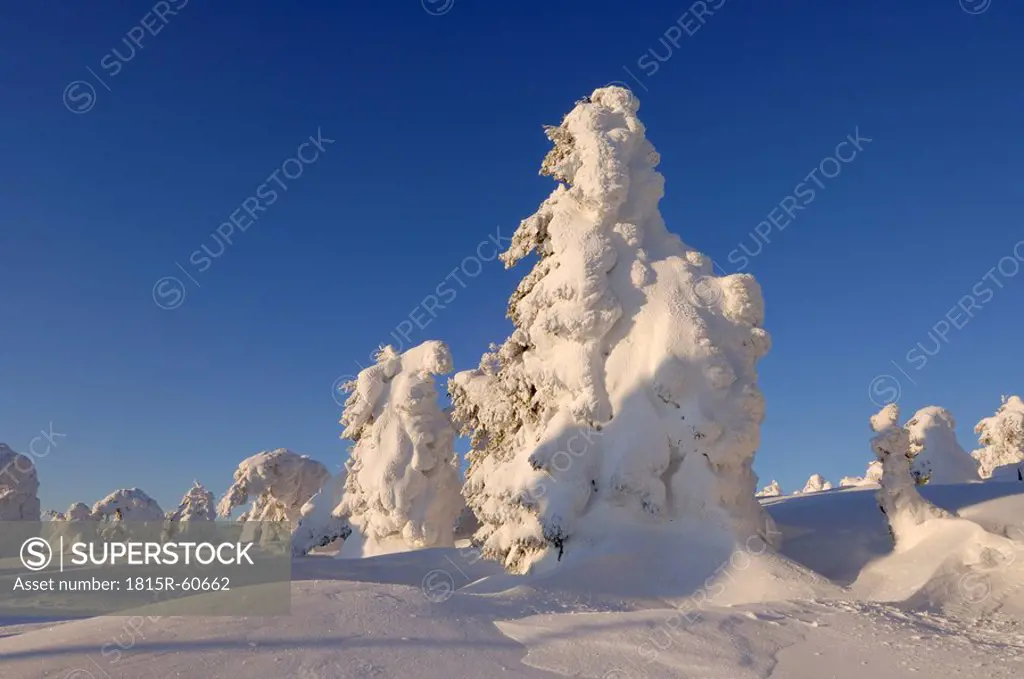 Germany, Saxony_Anhalt, Snowcapped trees