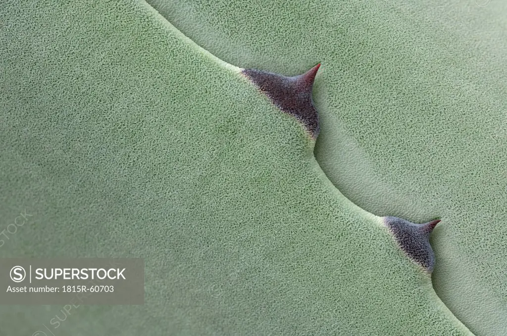 Spain, Andalucia, Agave Agave spec., Thorns, close up