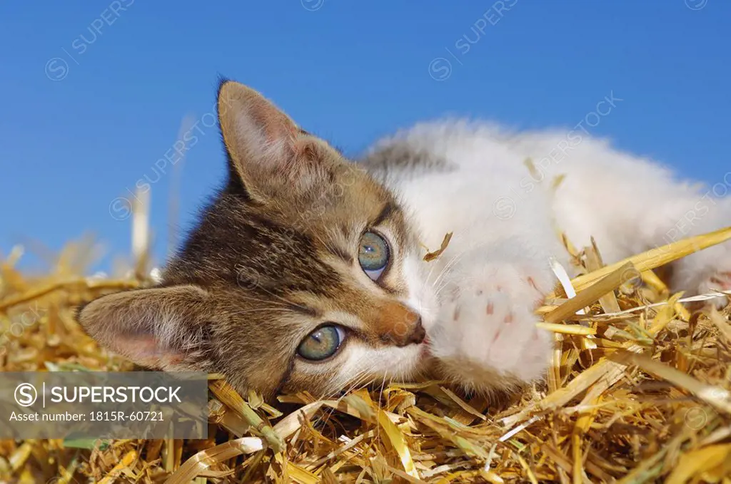 Germany, Bavaria, Kitten lying in straw