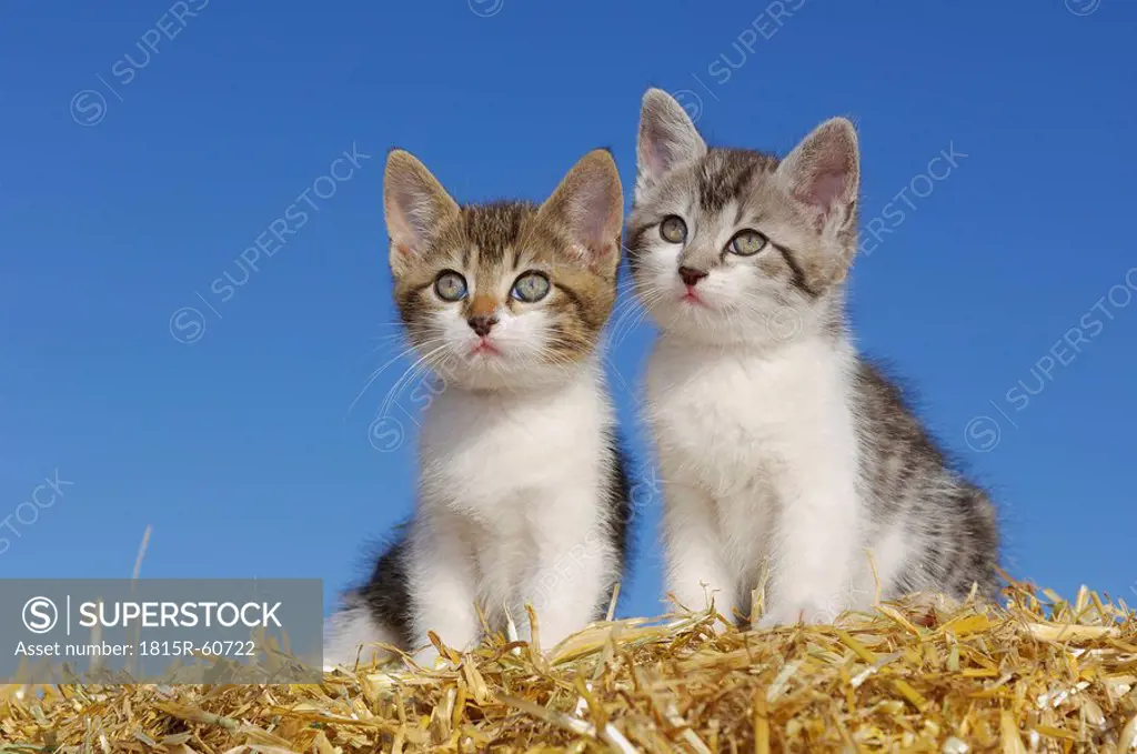 Germany, Bavaria, Two kittens in straw