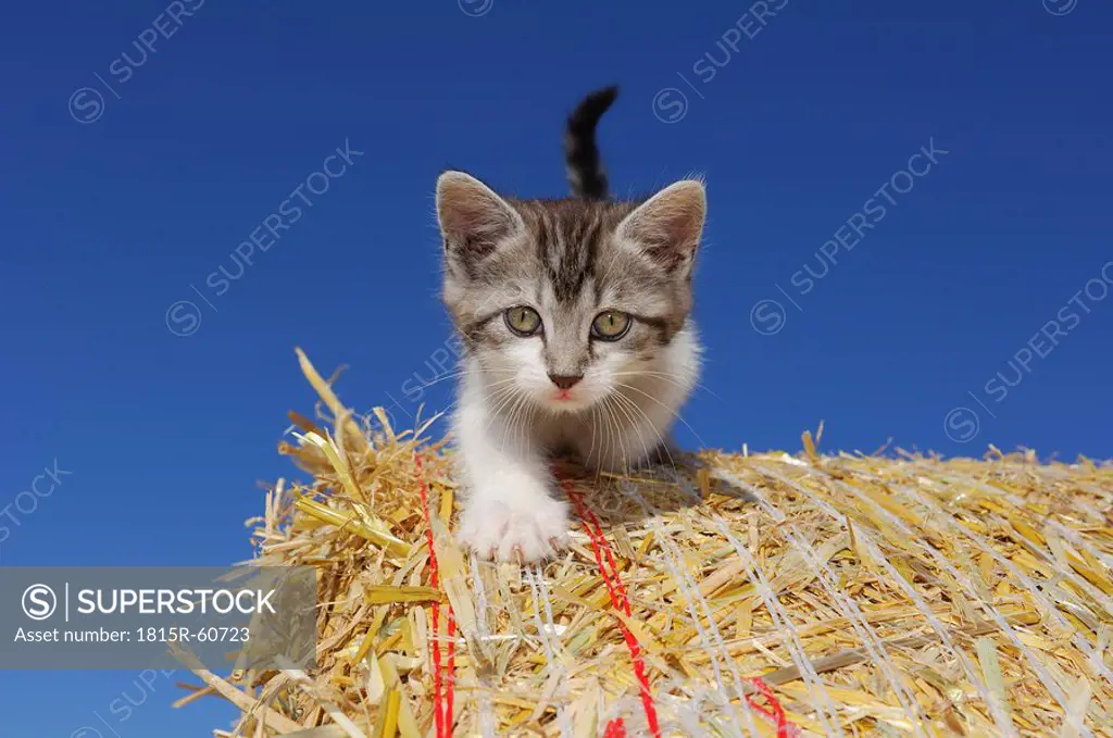 Germany, Bavaria, Kitten on hay bale