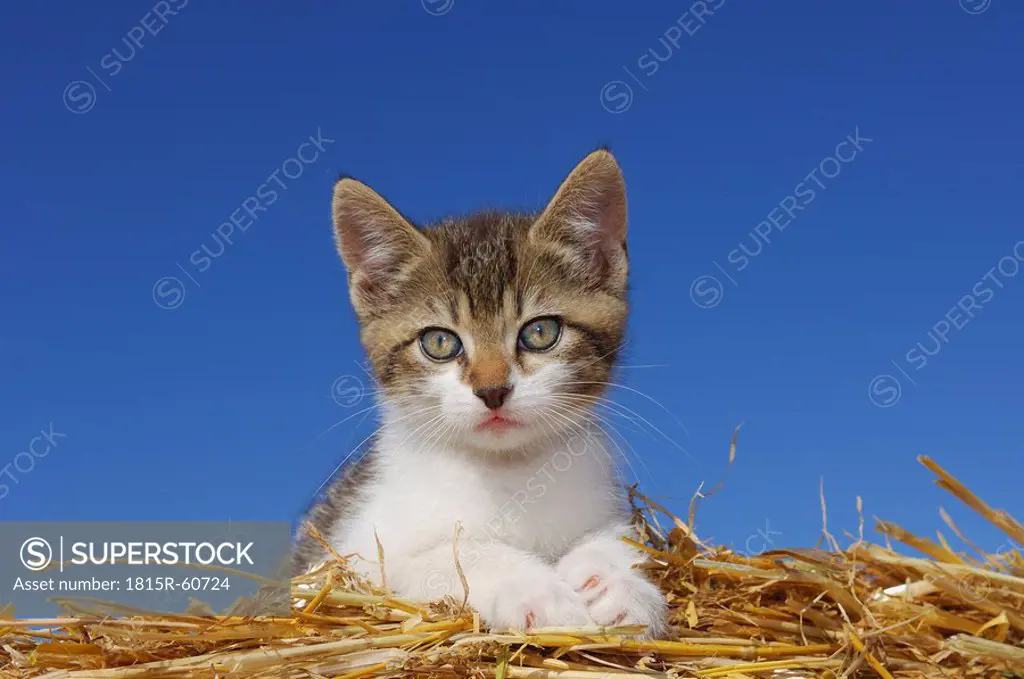 Germany, Bavaria, Kitten lying in straw