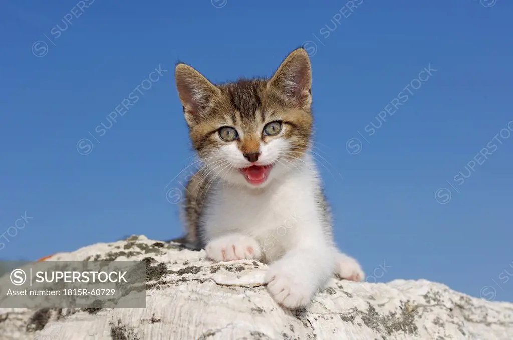 Germany, Bavaria, Kitten lying on rock