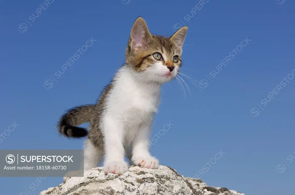 Germany, Bavaria, Kitten standing on rock