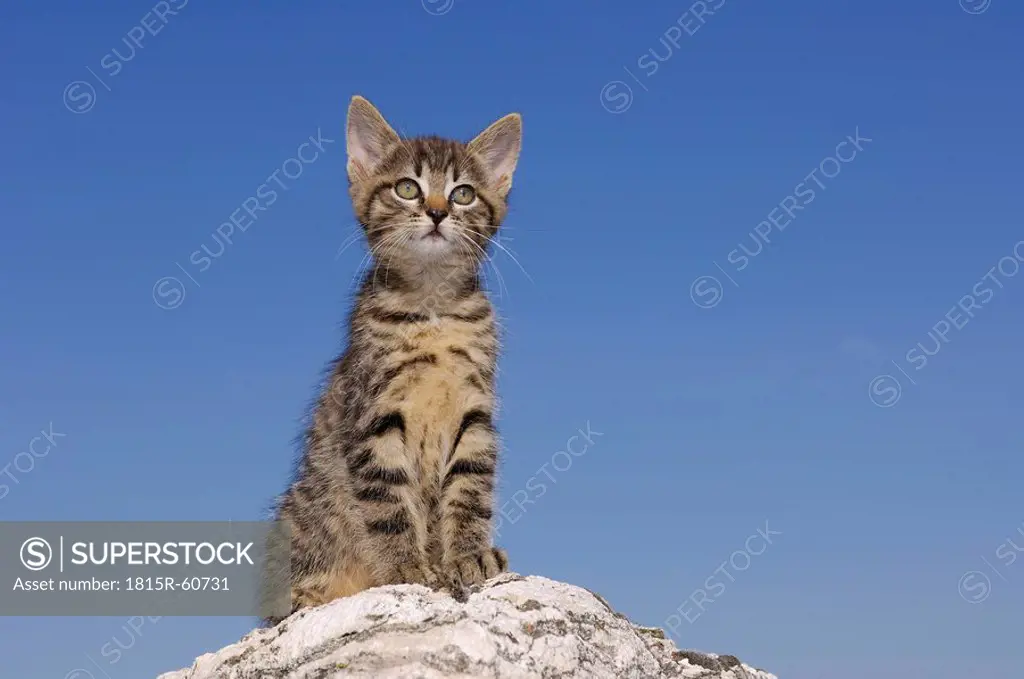 Germany, Bavaria, Kitten sitting on rock