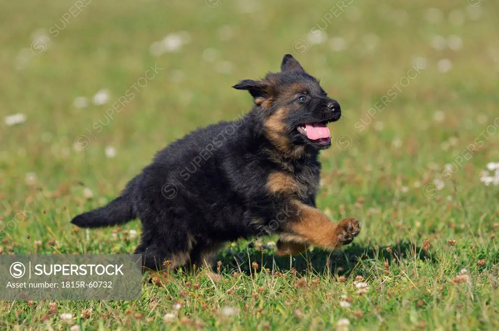 Germany, Bavaria, Alsatian puppy in meadow
