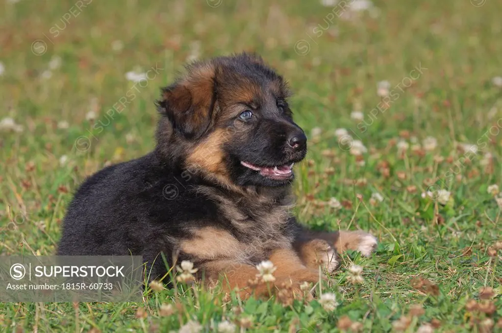 Germany, Bavaria, Alsatian puppy in meadow