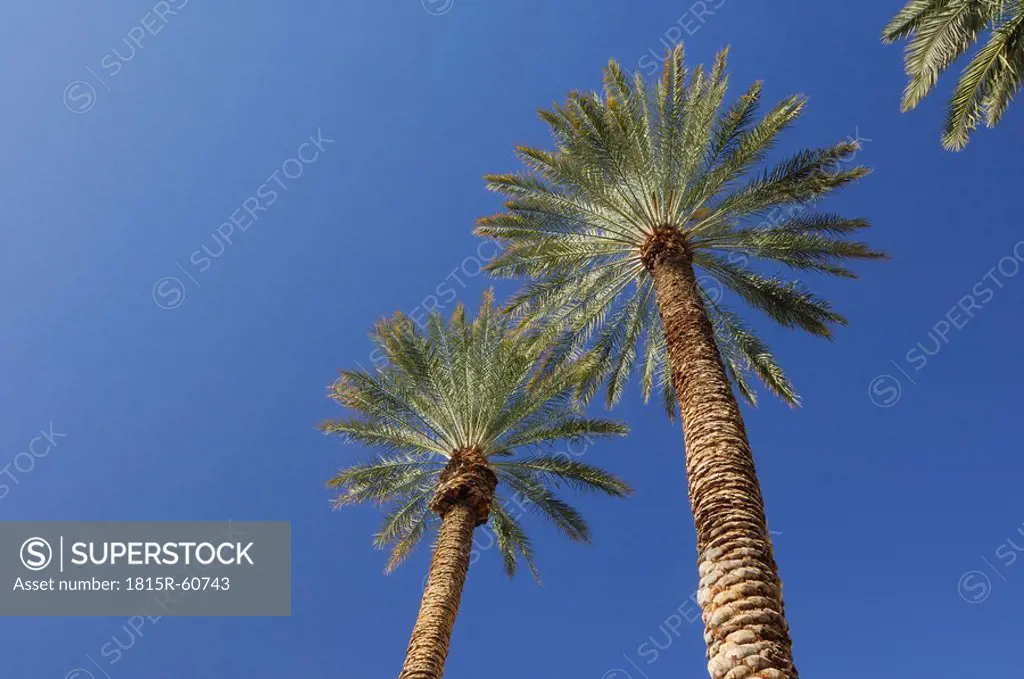 USA, Nevada, Las Vegas, Palm trees against blue sky, low angle view