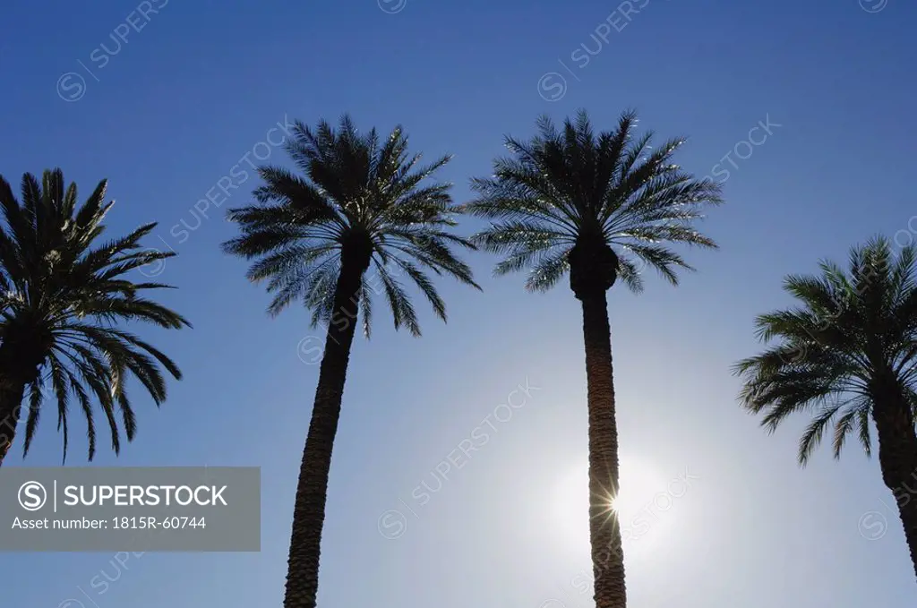 USA, Nevada, Las Vegas, Palm trees against blue sky, low angle view