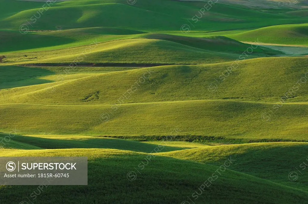 USA, Washington State, green fields and hills of Palouse