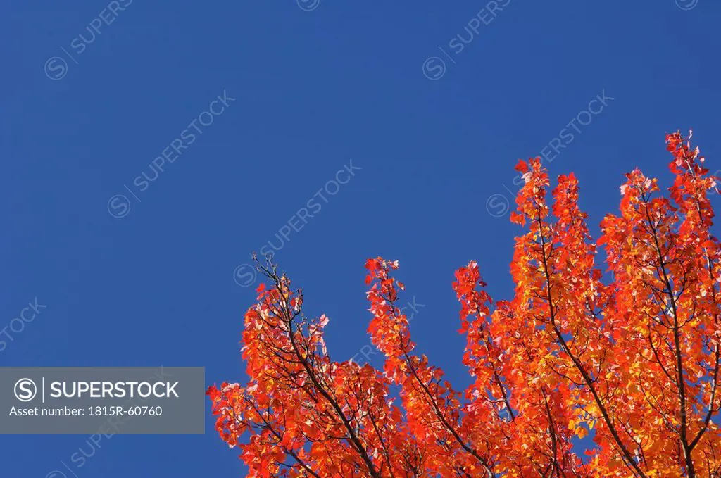 USA, New England, Maple tree, autumn colours