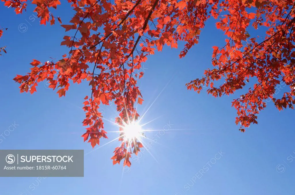 USA, New England, Maple leaves against blue sky
