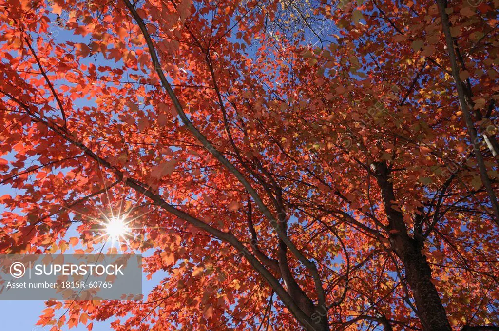 USA, New England, Maple tree, autumn colours