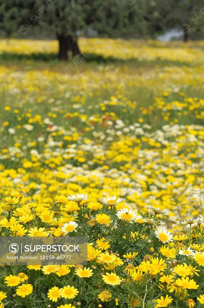 Spain, Mallorca, Meadow, Garland Chrysanthemum Chrysanthemum coronarium